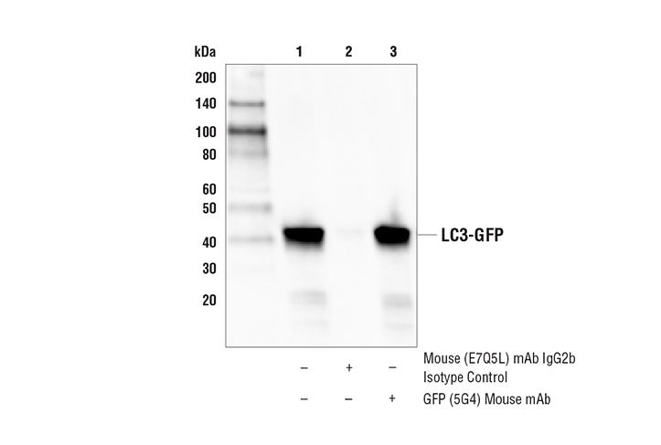 GFP (5G4) Mouse mAb