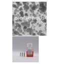 Small Cell Lung Cancer Organoid Kit小细胞肺癌