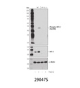 Phospho-IRF-3 (Ser396) (D6O1M) Rabbit mAb