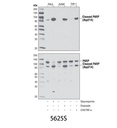 Cleaved PARP (Asp214) (D64E10) XP Rabbit mAb