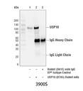 Rabbit (DA1E) mAb IgG XP Isotype Control