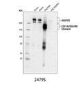 VEGF Receptor 2 (55B11) Rabbit mAb