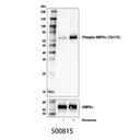 Phospho-AMPKα (Thr172) (D4D6D) Rabbit mAb