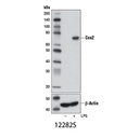Cox2 (D5H5) XP Rabbit mAb