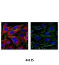 Anti-rabbit IgG (H+L) F(ab')<sub>2</sub> Fragment (Alexa Fluor 555 Conjugate)