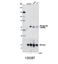 Phospho-Akt (Thr308) (D25E6) XP Rabbit mAb