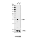 CD8α (D8A8Y) Rabbit mAb
