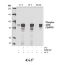 Phospho-Stat5 (Tyr694) (D47E7) XP Rabbit mAb