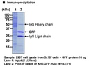 Anti-GFP (Green Fluorescent Protein) mAb-Magnetic Beads