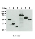 Anti-DDDDK-tag mAb