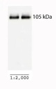 Anti-PGC1 alpha抗体- BSA and Azide free