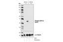 Phospho-GSK-3β (Ser9) (D85E12) XP Rabbit mAb