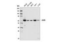 cGAS (D1D3G) Rabbit mAb