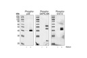 Phospho-p38 MAPK (Thr180/Tyr182) (3D7) Rabbit mAb