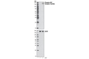 EGF Receptor Antibody