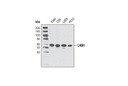 LKB1 (D60C5) Rabbit mAb