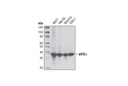 eIF2α (D7D3) XP Rabbit mAb