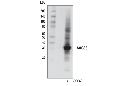 SOCS3 (D6E1T) Rabbit mAb