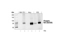 Phospho-c-Raf (Ser338) (56A6) Rabbit mAb