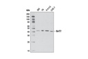 SirT7 (D3K5A) Rabbit mAb