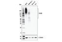 F4/80 (D4C8V) XPRabbit mAb