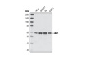 Akt1 (C73H10) Rabbit mAb