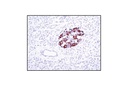 Insulin (C27C9) Rabbit mAb
