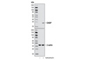 CHOP (D46F1) Rabbit mAb