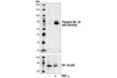 Phospho-NF-κB p65 (Ser536) (7F1) Mouse mAb