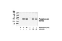 Phospho-c-Jun (Ser63) II Antibody