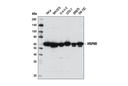 HSP60 (D6F1) XP Rabbit mAb