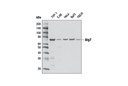 Atg7 (D12B11) Rabbit mAb