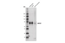ABCG2 (D5V2K) XP Rabbit mAb