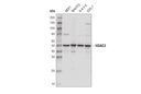 HDAC3 (D2O1K) Rabbit mAb
