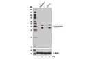 Caspase-11 (17D9) Rat mAb