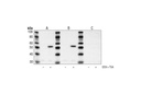 Acetyl-p53 (Lys382) Antibody