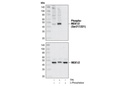 Phospho-MEK1/2 (Ser217/221) Antibody