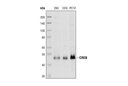 CREB (86B10) Mouse mAb