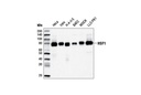 HSF1 (D3L8I) Rabbit mAb