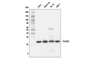 Rab5A (E6N8S) Mouse mAb