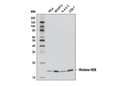 Histone H2A (D6O3A) Rabbit mAb