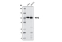 MSH2 (D24B5) XP Rabbit mAb