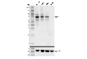 p63 (D9L7L) XP Rabbit mAb