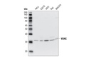VDAC Antibody