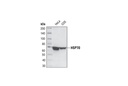 HSP70 (6B3) Rat mAb