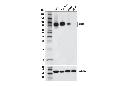 CD44 (E7K2Y) XP Rabbit mAb