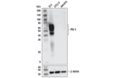 PD-1 (D7D5W) XP Rabbit mAb (Mouse Specific)