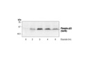 Phospho-p53 (Ser46) Antibody