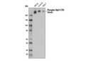 Phospho-Rpb1 CTD (Ser5) (D9N5I) Rabbit mAb