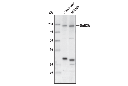 NMDA Receptor 2A (GluN2A) Antibody